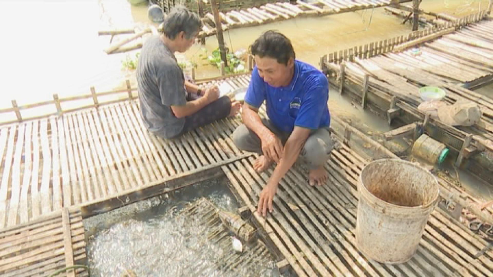 Những năm gần đây, nhiều nông dân ở huyện Tam Nông, tỉnh Đồng Tháp đã tận dụng mùa nước nổi, đóng bè gỗ đặt xuống lòng kênh thực hiện thành công mô hình nuôi cá lóc bông cho thu nhập cao.